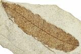 Detailed Fossil Leaf (Pos/Neg) - Green River Formation, Wyoming #248228-2